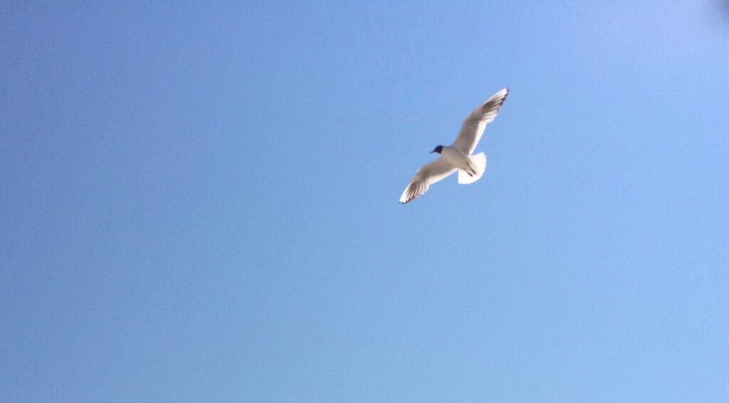 Fliegende Möwe | blauer Himmel | Gegenlicht