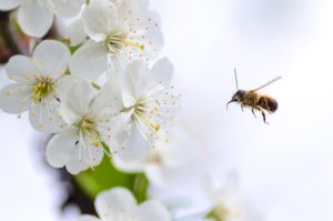 Biene-im-Anflug-auf-Blüte