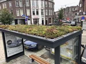 Sedum-Pflanzen auf Bushaltestellendächern in Utrecht
